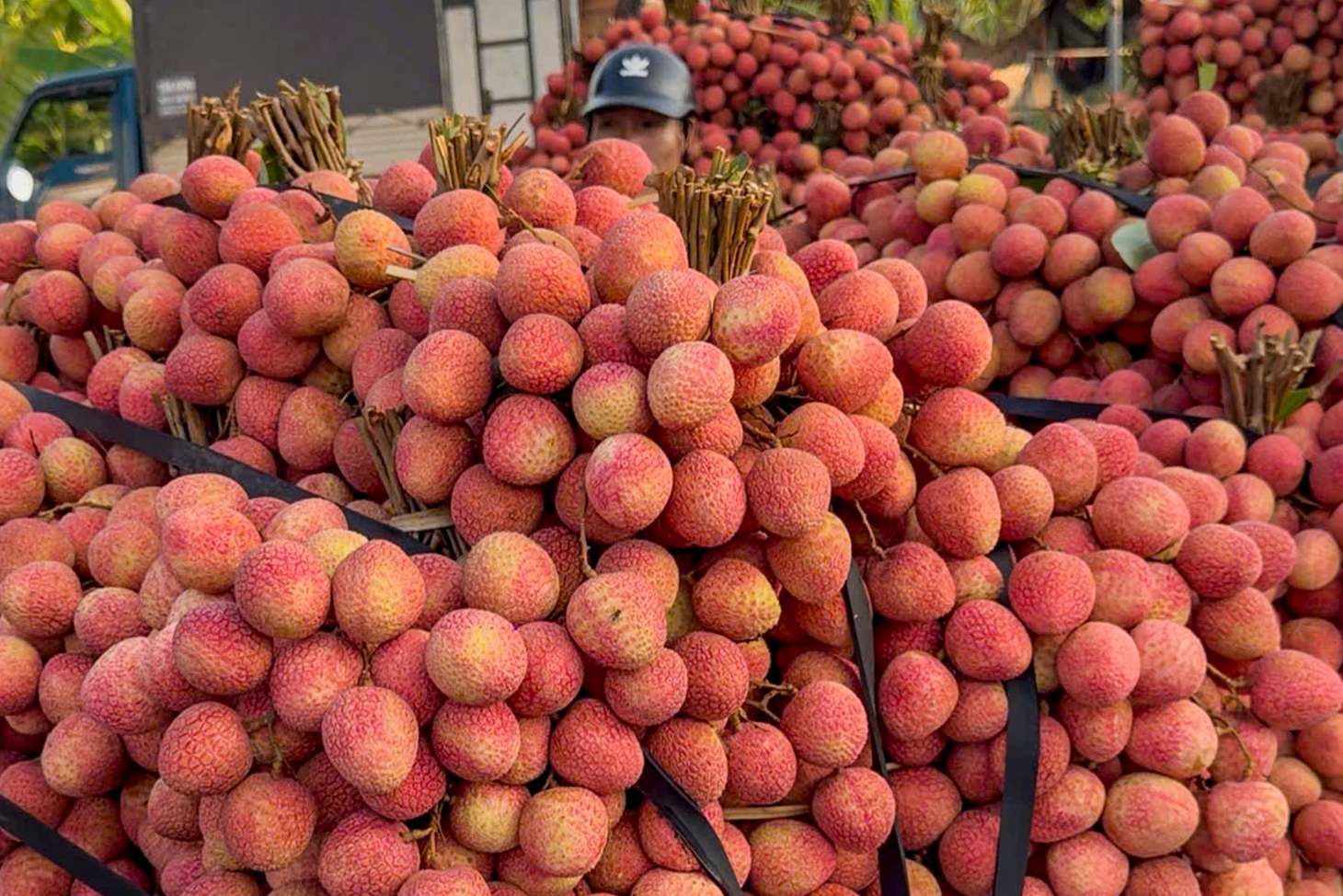 vải thiều - Ảnh 3.