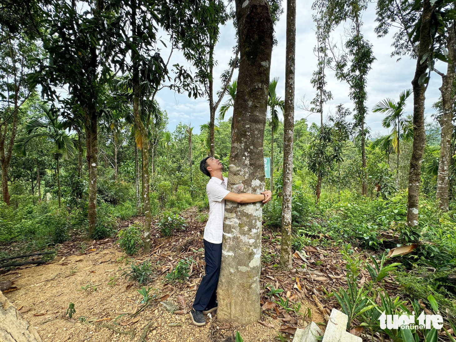 quế Trà Leng - Ảnh 1.