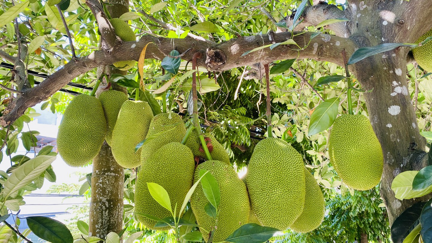 MÍT - Ảnh 3.