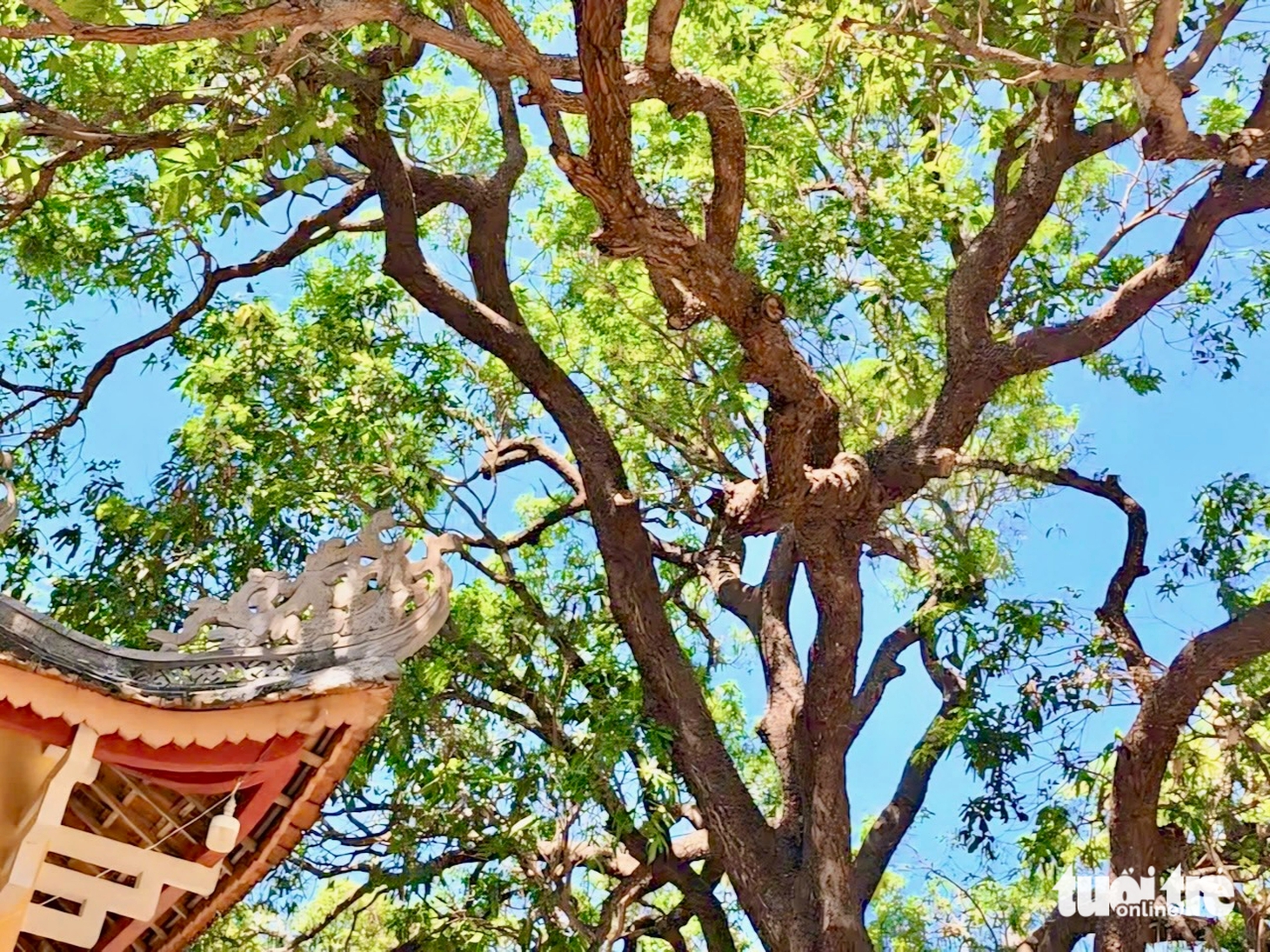 Xoài tiến vua bên ngôi cổ tự hơn 200 năm tuổi - Ảnh 6.