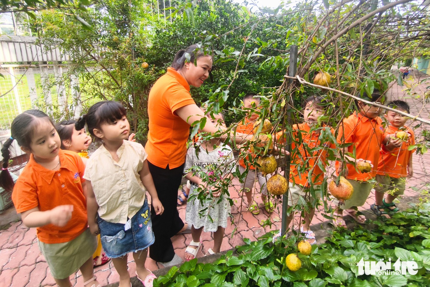 Cô trò trường mầm non ở TP.HCM thích thú với giàn bầu hồ lô trăm trái - Ảnh 9.