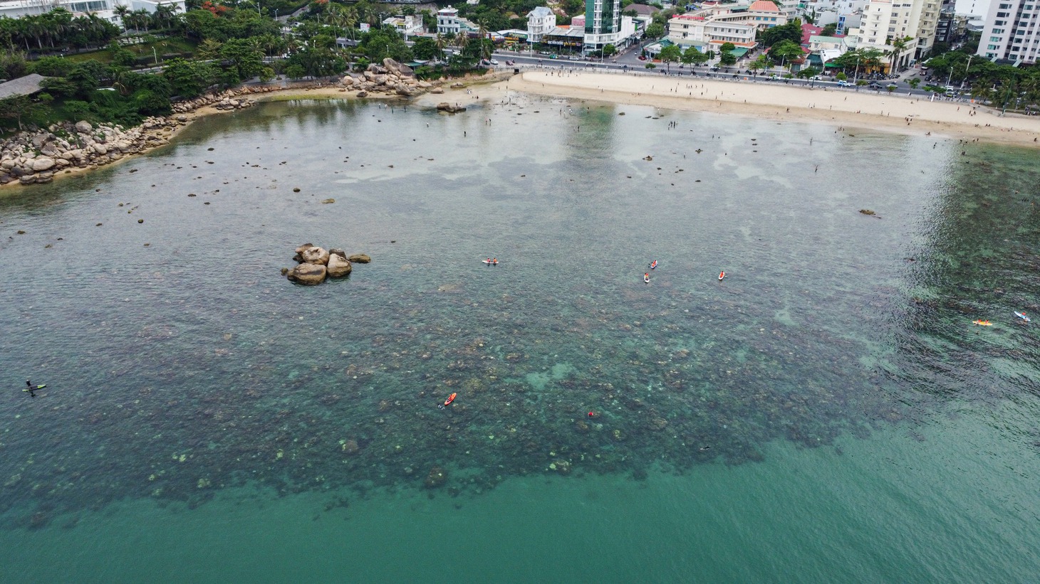 Cận cảnh 'rừng san hô' ven bờ ở Hòn Chồng - Nha Trang - Ảnh 2.