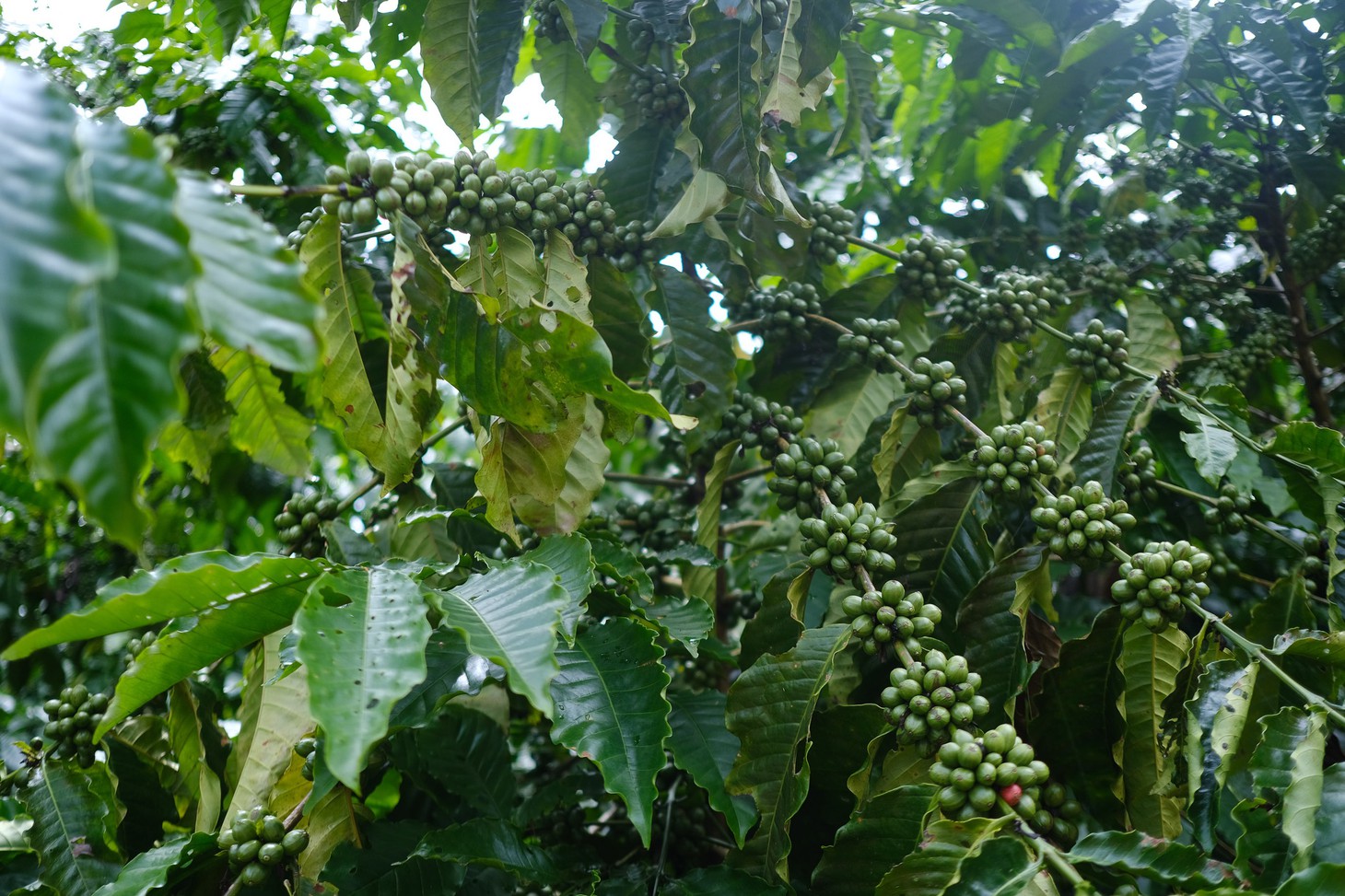 Nâng chất cà phê Robusta Việt từ những vườn trồng chất lượng cao - Ảnh 5.