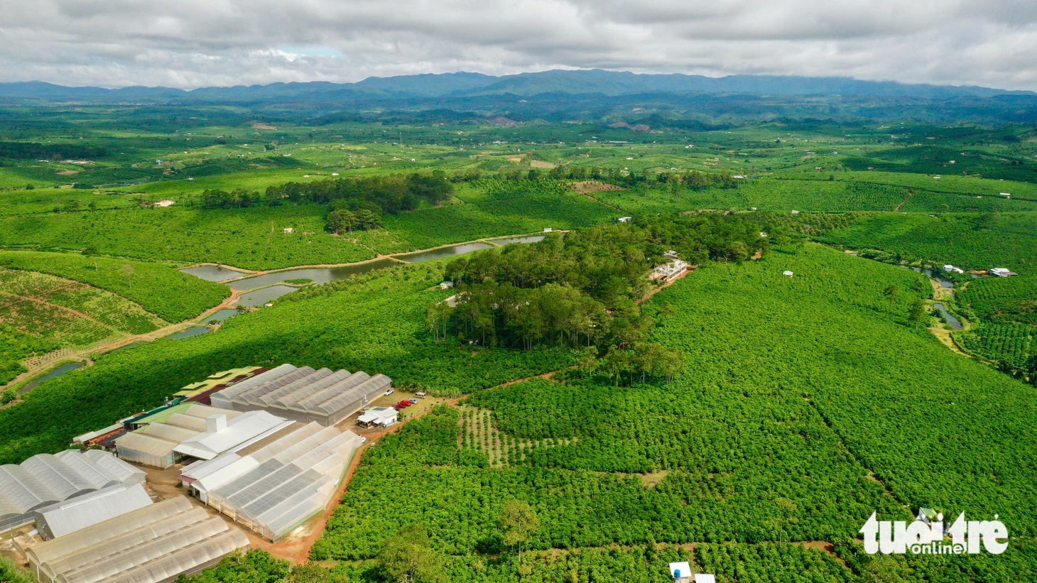 Nâng chất cà phê Robusta Việt từ những vườn trồng chất lượng cao - Ảnh 3.
