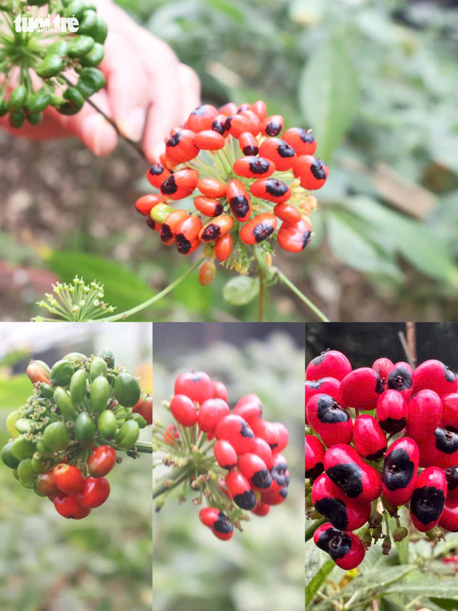 Đẹp say lòng quốc bảo sâm Ngọc Linh mùa hạt chín đỏ chót - Ảnh 2.