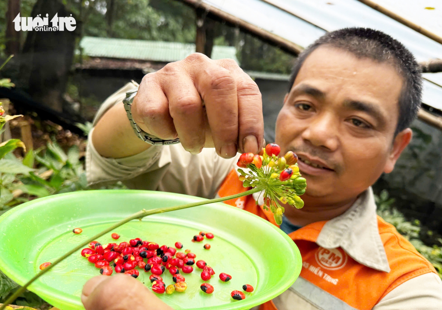 Đẹp say lòng quốc bảo sâm Ngọc Linh mùa hạt chín đỏ chót - Ảnh 3.