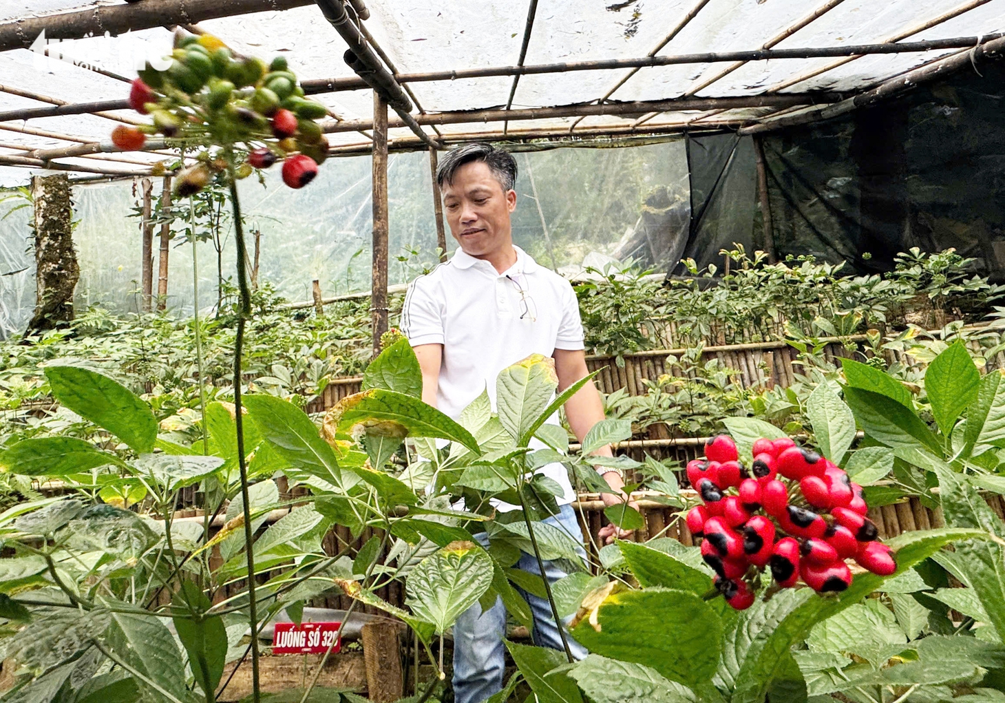 Đẹp say lòng quốc bảo sâm Ngọc Linh mùa hạt chín đỏ chót - Ảnh 5.