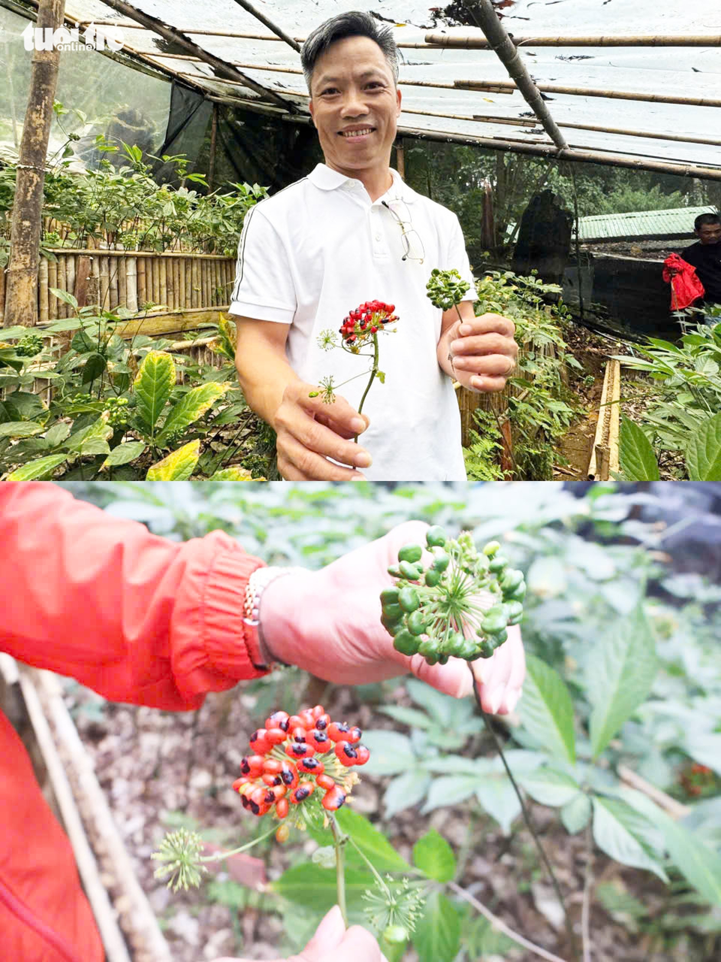 Đẹp say lòng quốc bảo sâm Ngọc Linh mùa hạt chín đỏ chót - Ảnh 6.