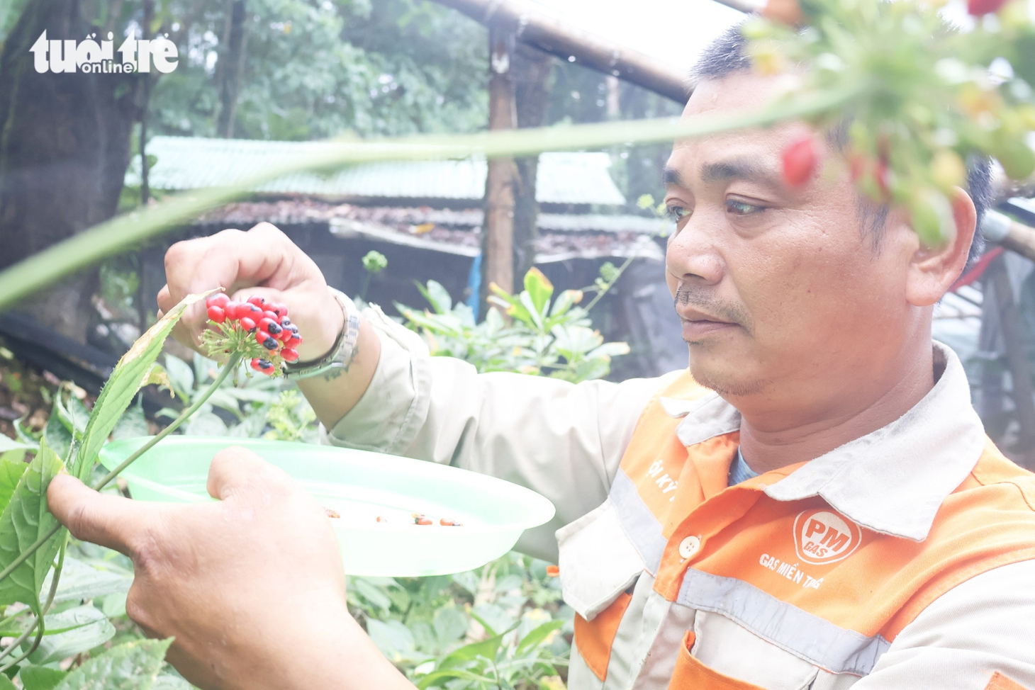Đẹp say lòng quốc bảo sâm Ngọc Linh mùa hạt chín đỏ chót - Ảnh 7.