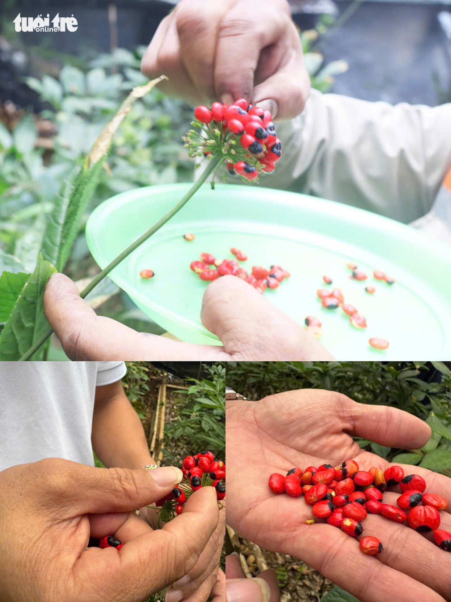 Đẹp say lòng quốc bảo sâm Ngọc Linh mùa hạt chín đỏ chót - Ảnh 8.