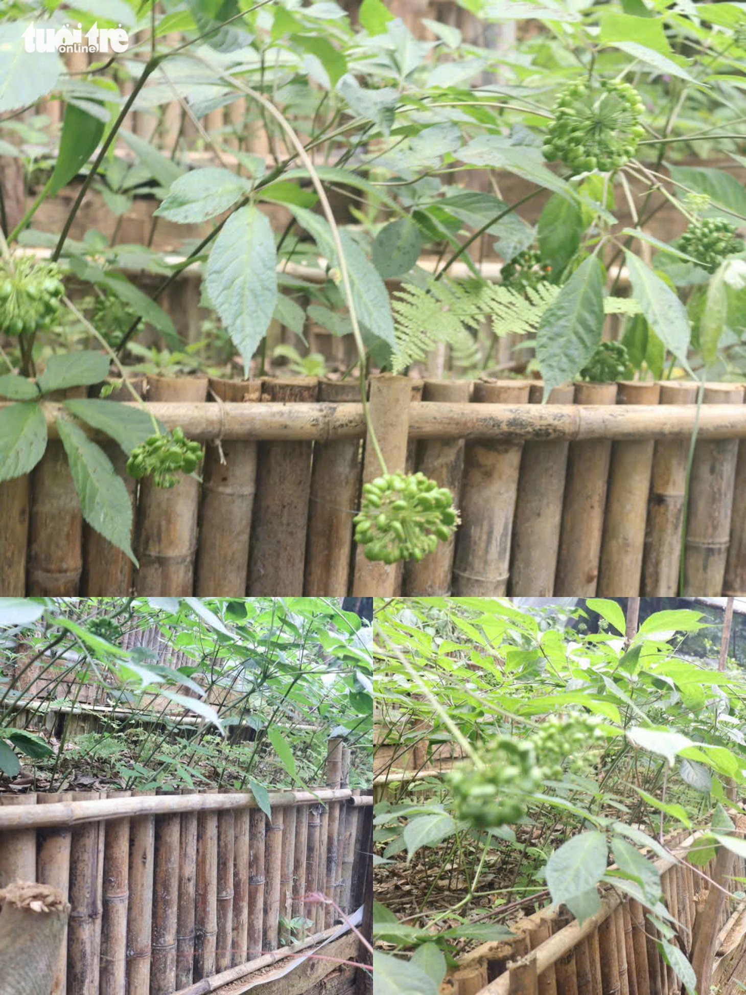 Đẹp say lòng quốc bảo sâm Ngọc Linh mùa hạt chín đỏ chót - Ảnh 9.