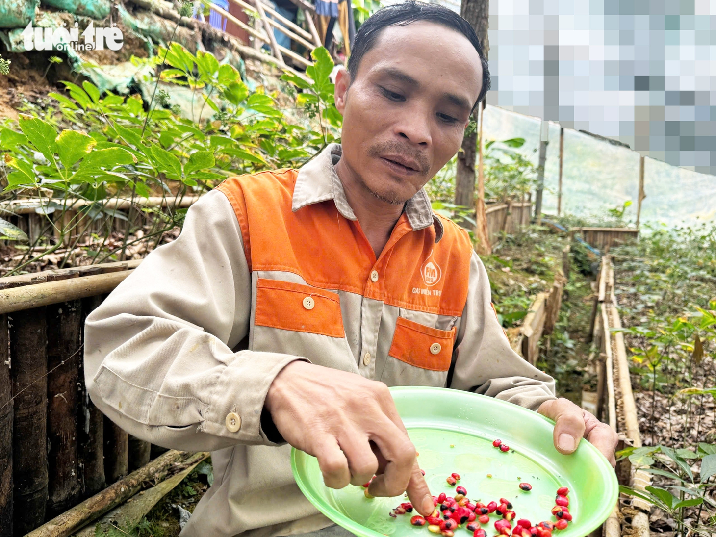Đẹp say lòng quốc bảo sâm Ngọc Linh mùa hạt chín đỏ chót - Ảnh 10.