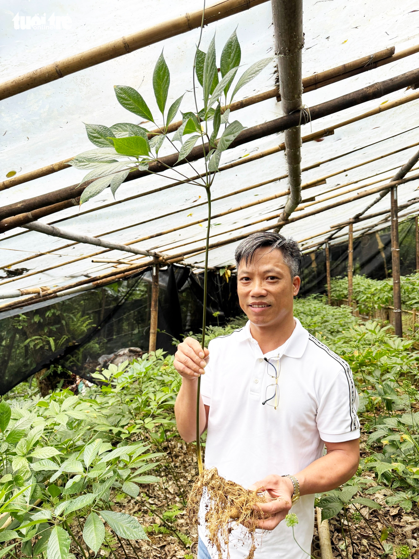Đẹp say lòng quốc bảo sâm Ngọc Linh mùa hạt chín đỏ chót - Ảnh 13.