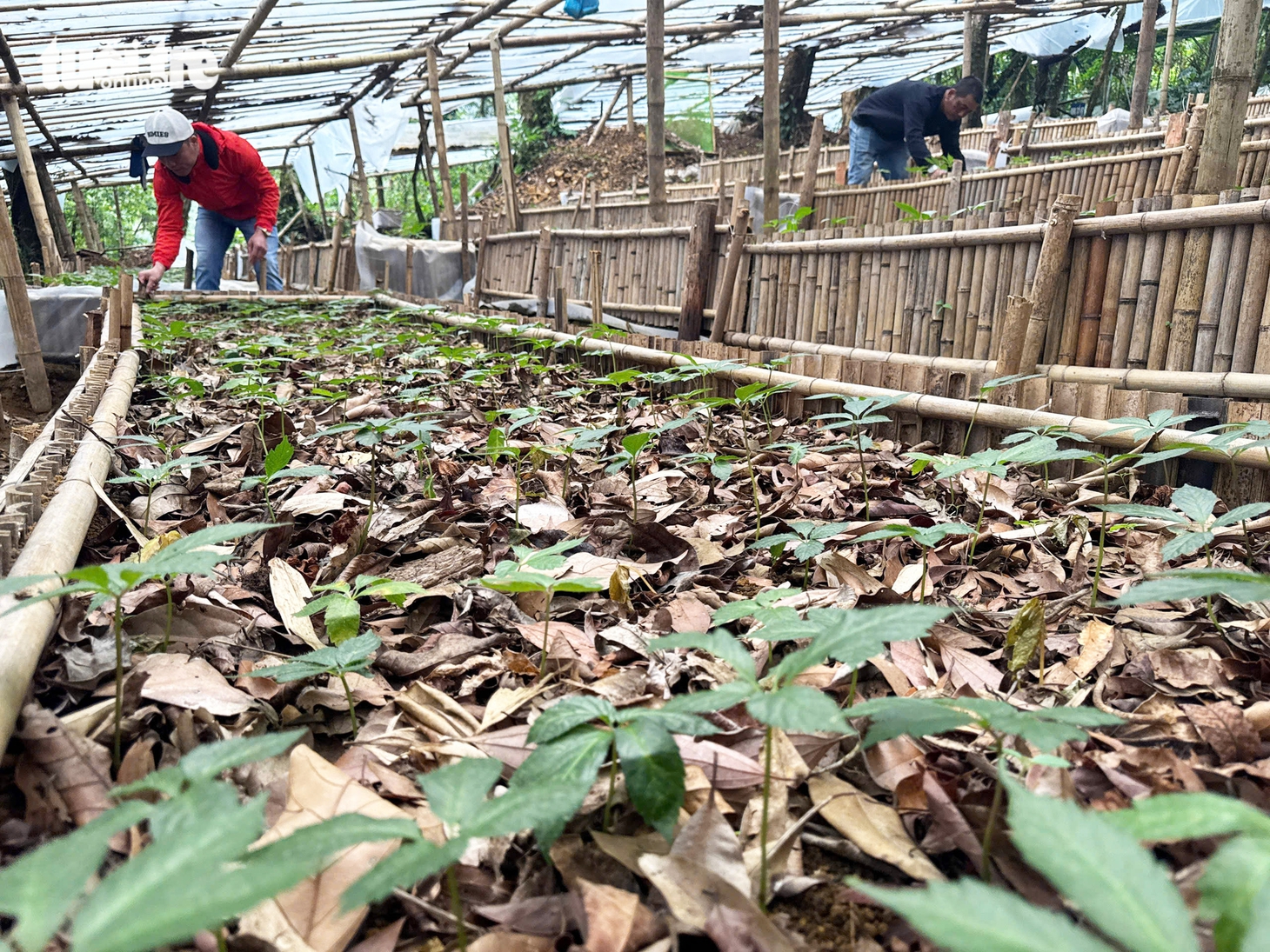 Đẹp say lòng quốc bảo sâm Ngọc Linh mùa hạt chín đỏ chót - Ảnh 16.