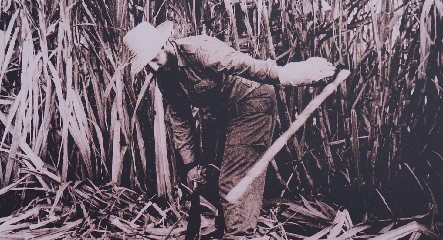 Những hình ảnh quý từ Cuba, Chủ tịch Fidel Castro chặt mía, đọc sách giữa núi rừng - Ảnh 2.