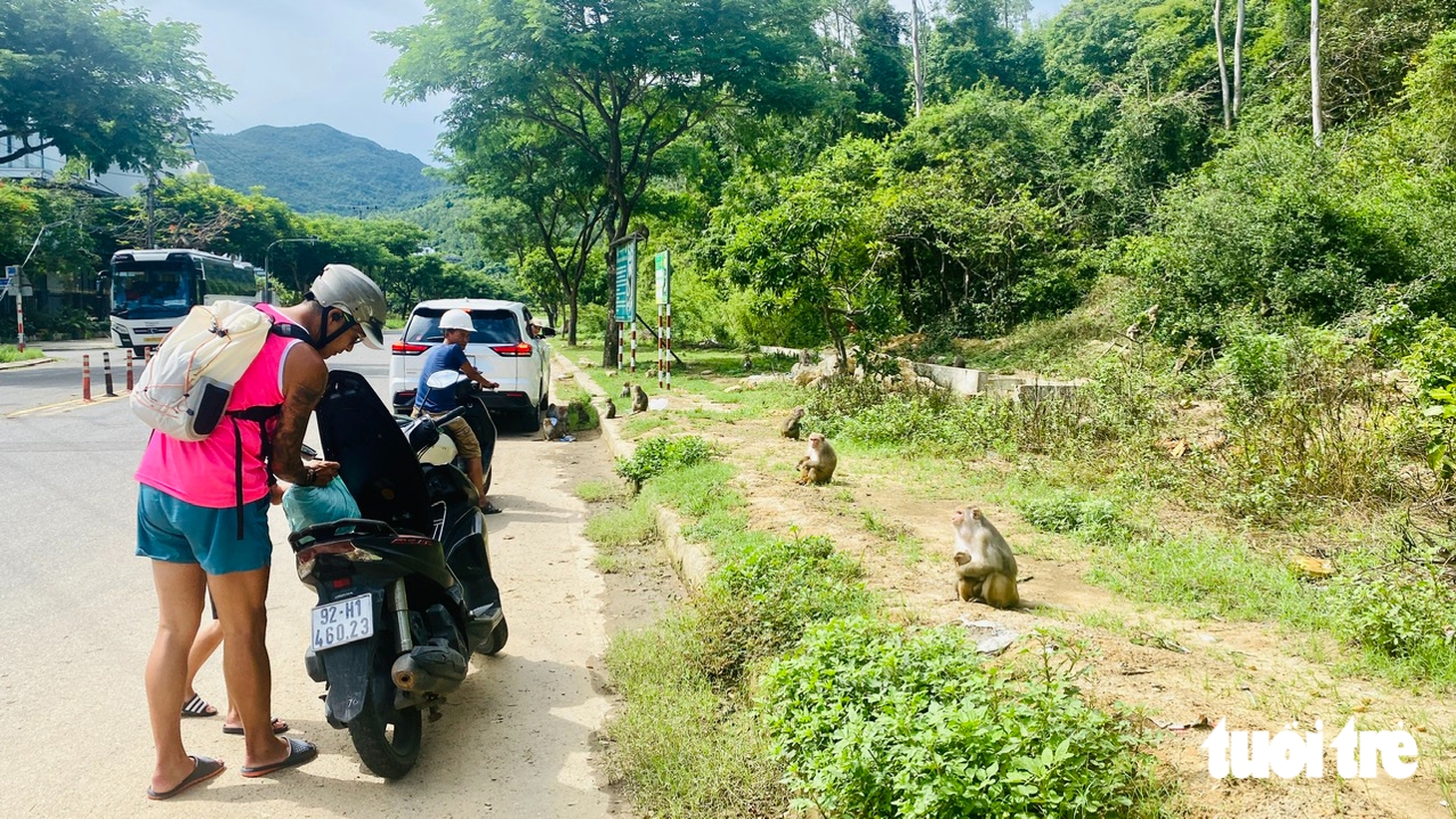 Quen được khách cho ăn, khỉ Sơn Trà chờ khách cho trái cây như em bé đòi quà - Ảnh 1.