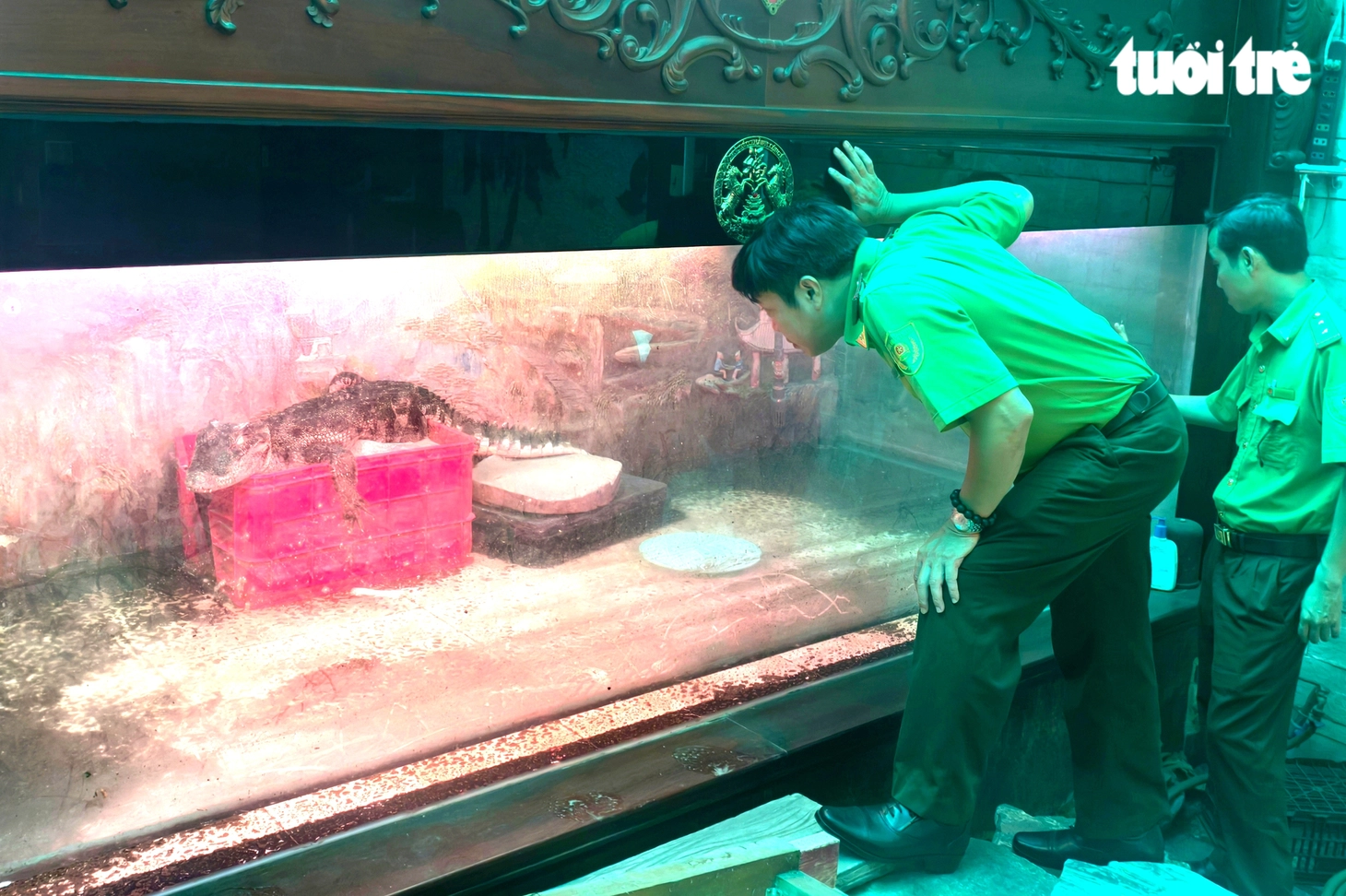Người dân giao cá sấu nặng 17kg, dài 1,6 mét nuôi trong bể kính cho kiểm lâm TP.HCM - Ảnh 2.