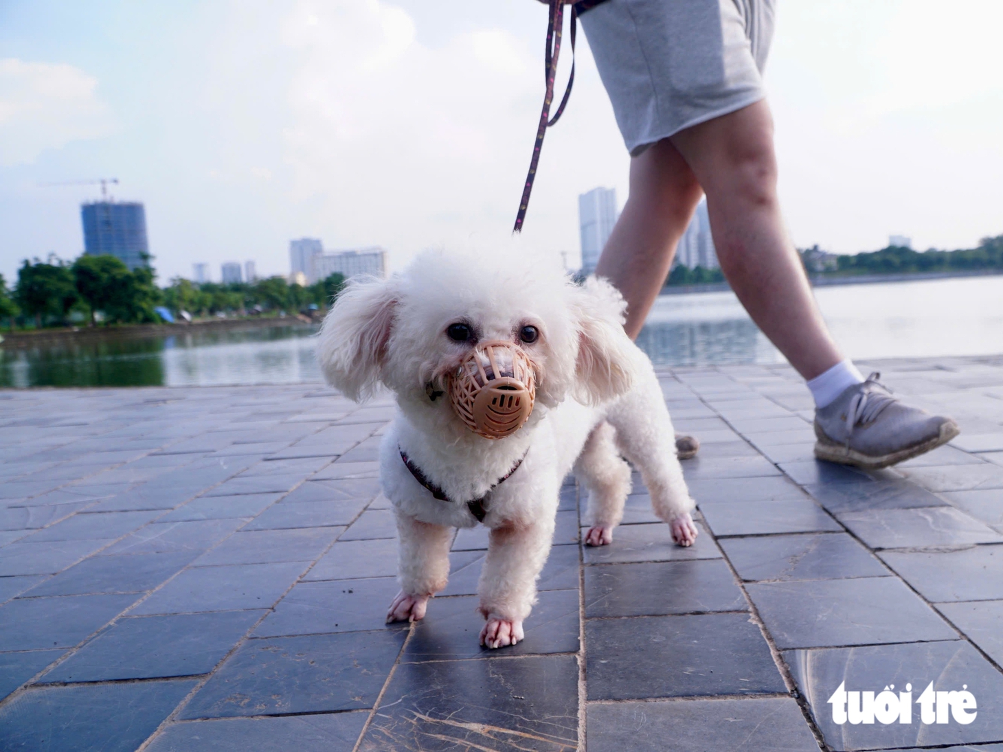 Chó ở Hà Nội không đeo rọ mõm và thả rông giữa quy định phạt 2 triệu đồng - Ảnh 7.