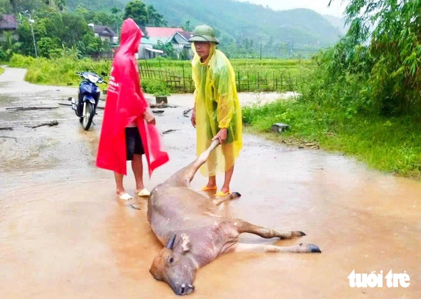 Mưa lớn ngập cầu chia cắt nhiều bản làng Nghệ An, trâu chết, cây đổ - Ảnh 2.