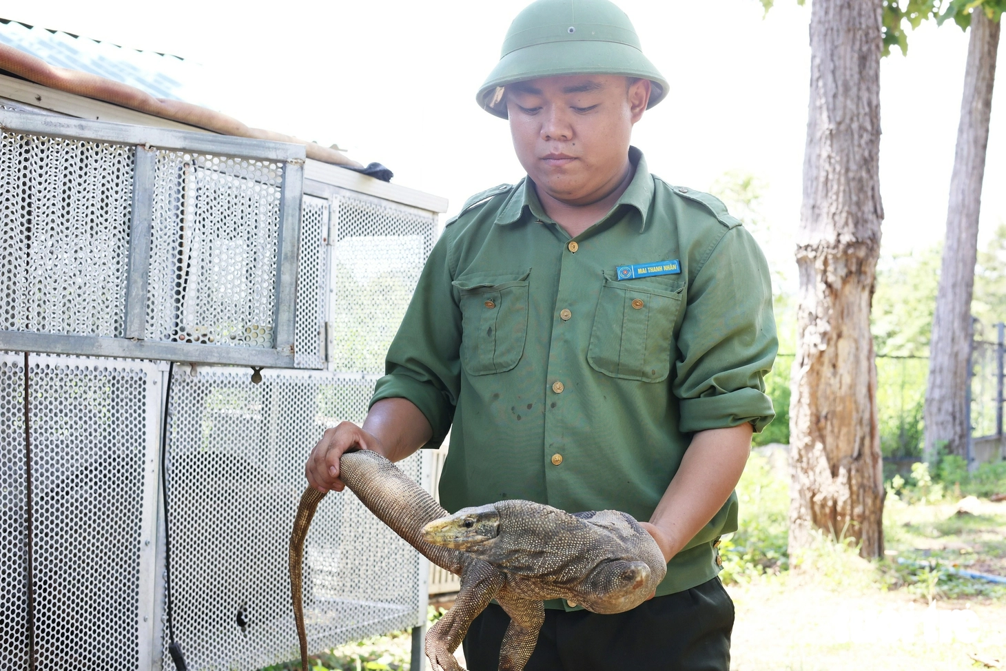 Chuyện cứu hộ động vật hoang dã: 'Cứu chữa' diều hoa Miến Điện, kỳ đà vân cụt chân - Ảnh 7.
