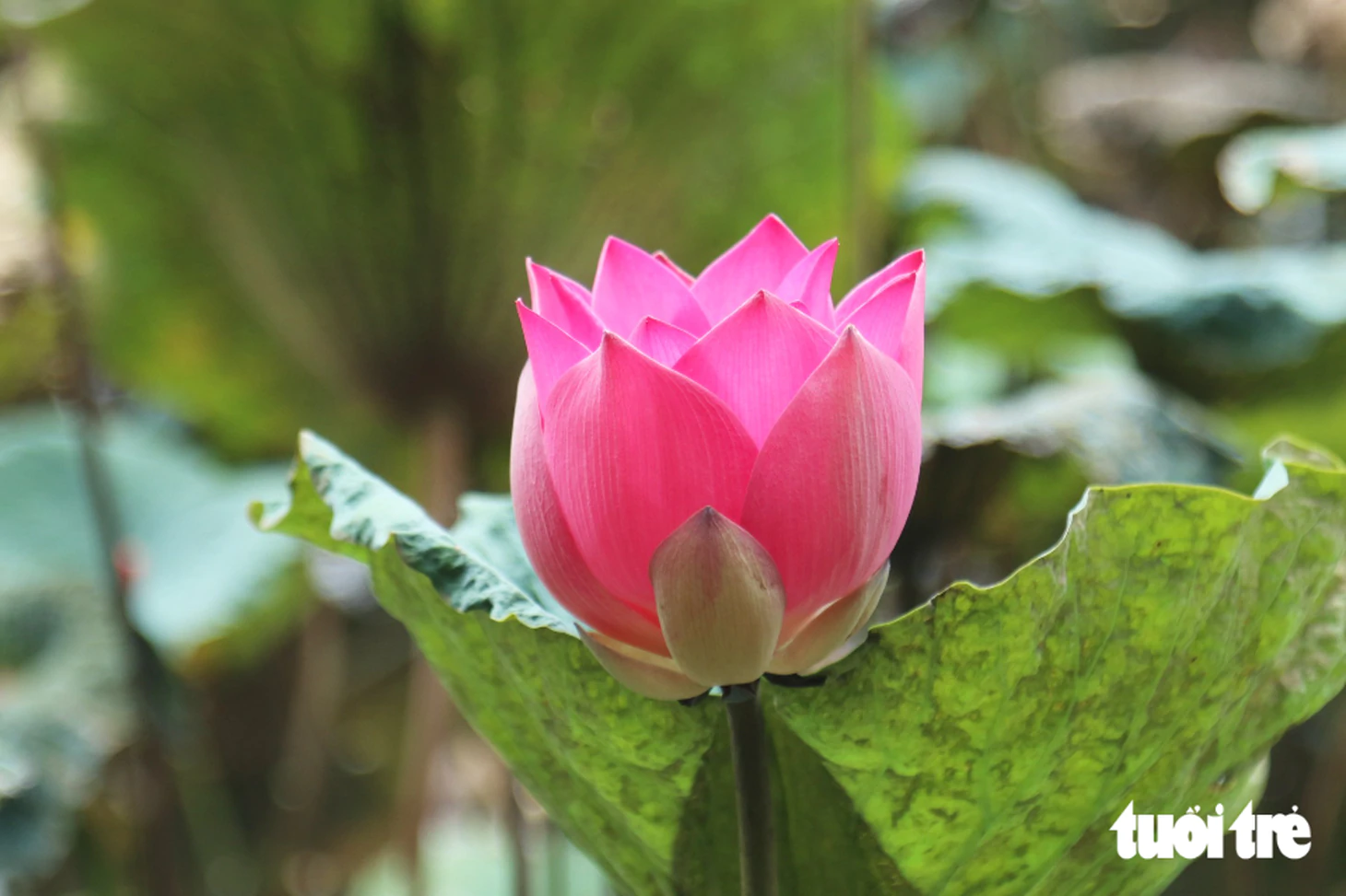 Người dân muôn phương về thăm quê Bác Hồ dịp Quốc khánh - Ảnh 16.