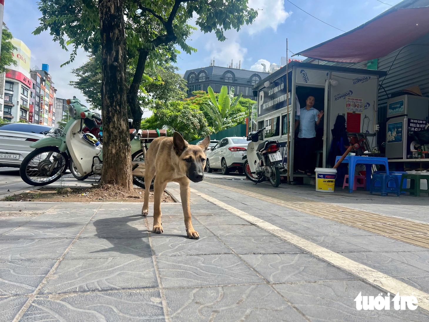 Chó ở Hà Nội không đeo rọ mõm và thả rông giữa quy định phạt 2 triệu đồng - Ảnh 2.
