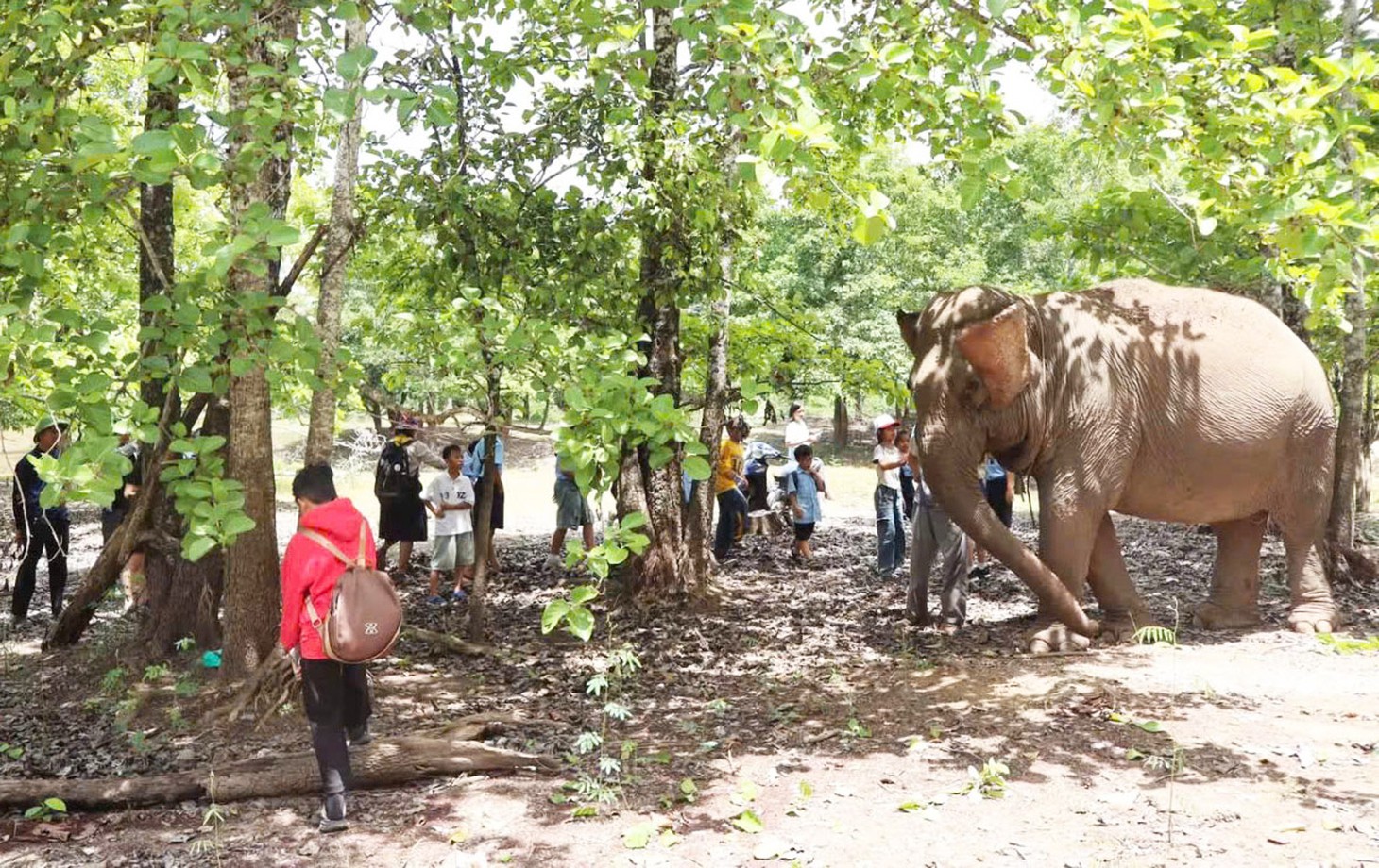 Du khách đổ về ngắm voi, động vật hoang dã ở Buôn Đôn - Ảnh 6.