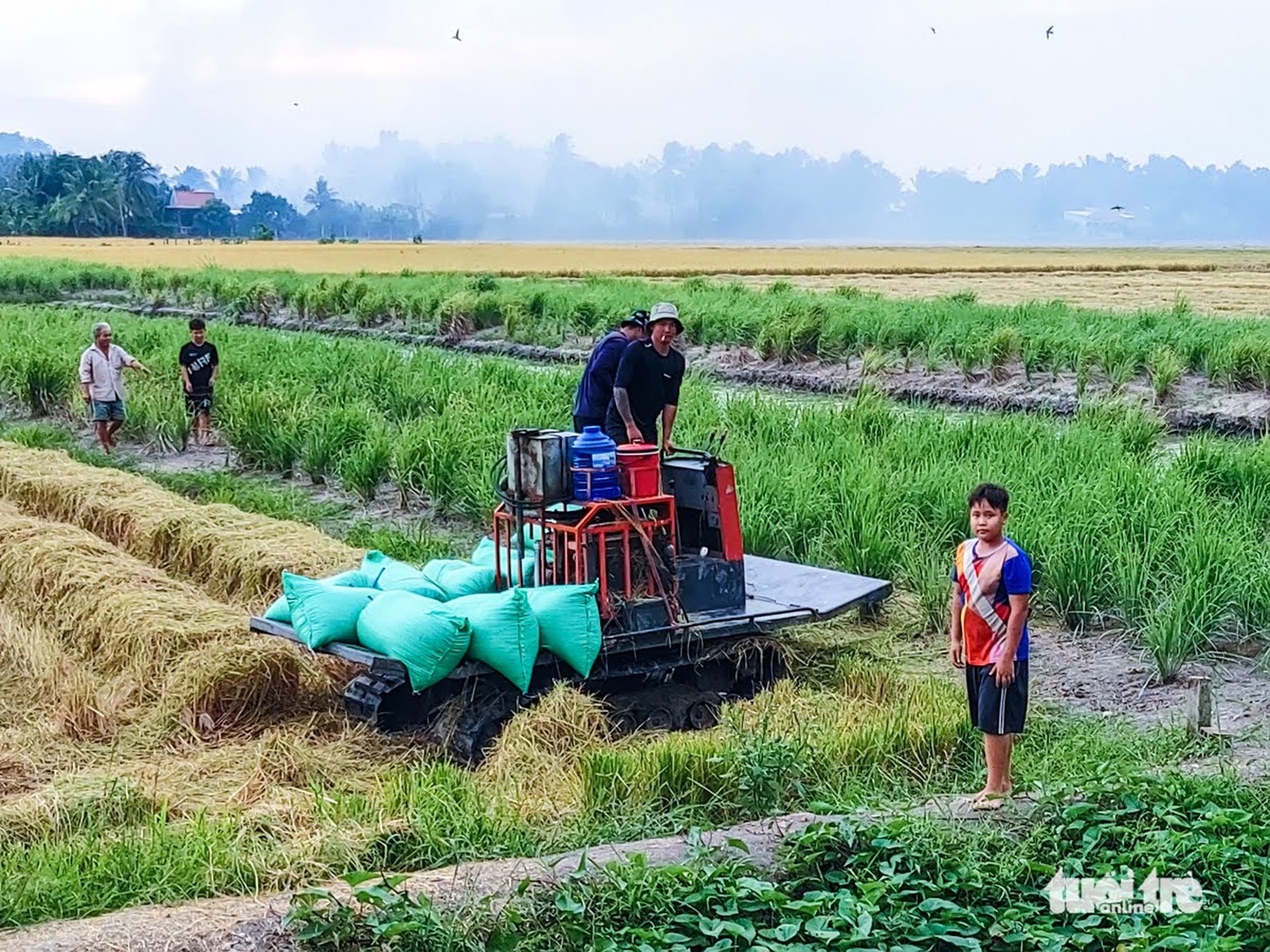 Khám phá mùa vàng Vành đai 3 đẹp mê hồn trong chuyến đi chơi cuối tuần - Ảnh 9.