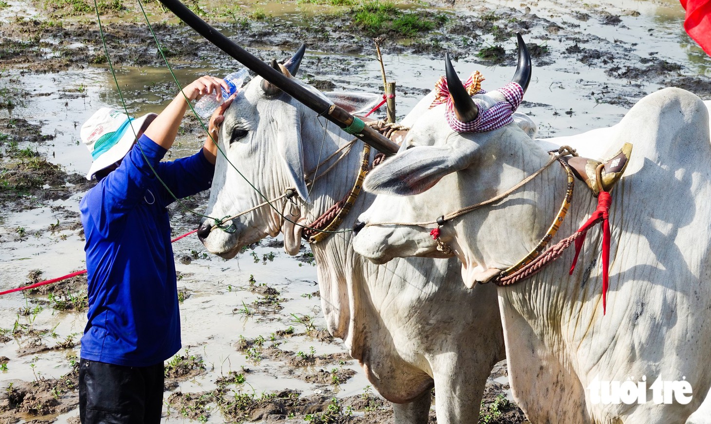 Hàng ngàn người về xem hội đua bò truyền thống Chùa Rô ở An Giang - Ảnh 2.