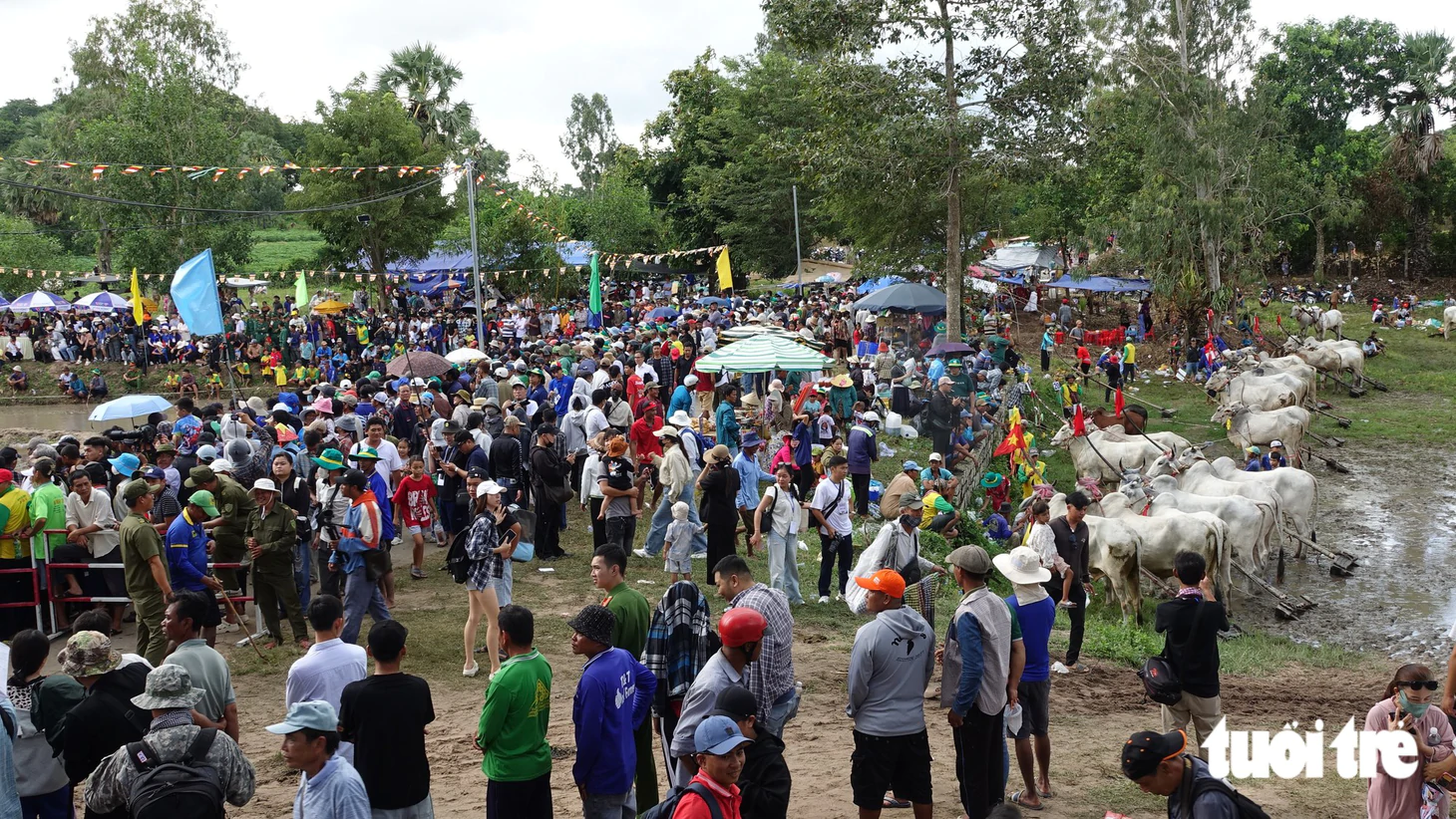 Hàng ngàn người về xem hội đua bò truyền thống Chùa Rô ở An Giang - Ảnh 3.