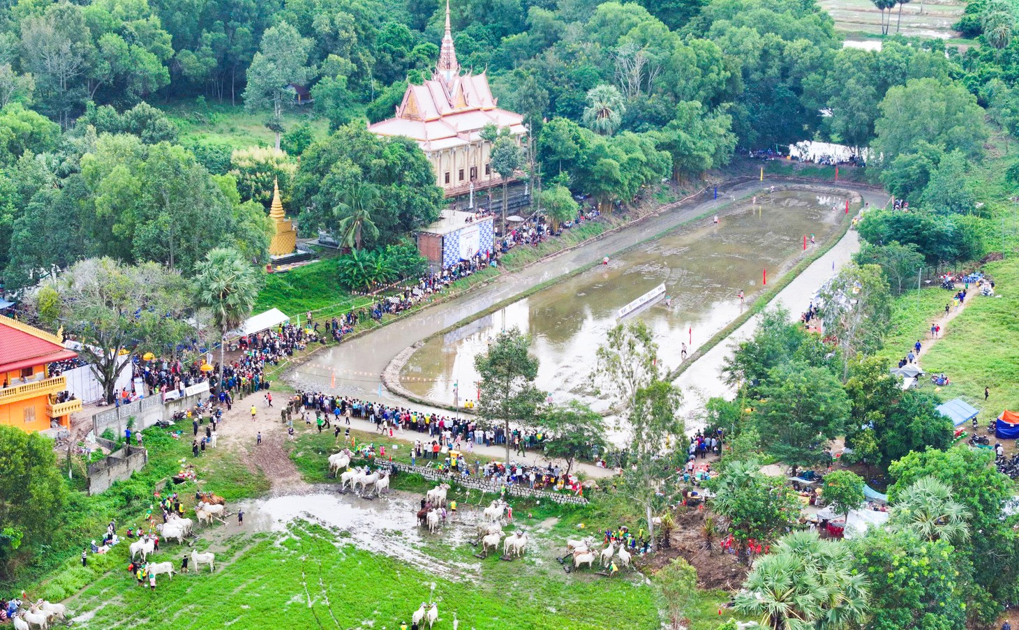 Hàng ngàn người về xem hội đua bò truyền thống Chùa Rô ở An Giang - Ảnh 5.