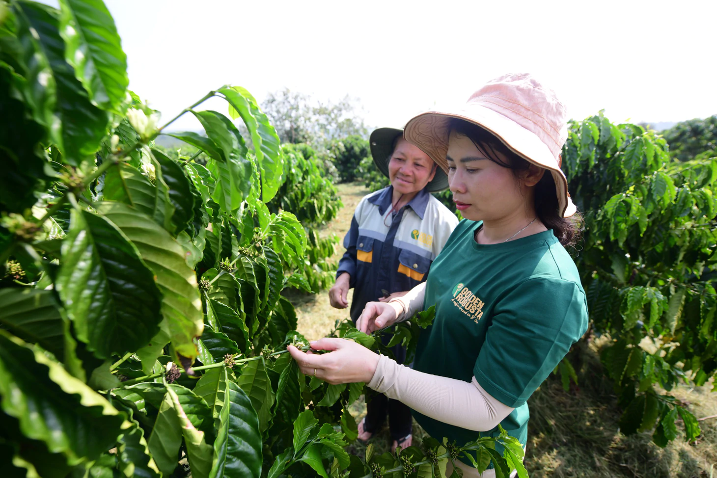 Dữ liệu vùng trồng cà phê: Để Robusta Việt chứng minh chất lượng, tính hợp pháp, giá trị bền vững trên trường quốc tế - Ảnh 17.