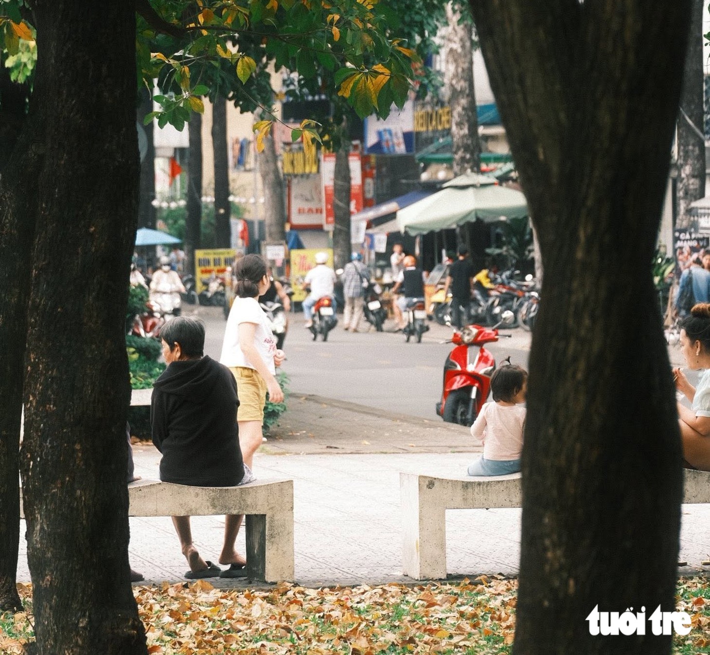 Chụp ảnh mùa lá rụng tại tp . Hcm: Khám phá con đường mùa thu tuyệt đẹp - Ảnh 2.