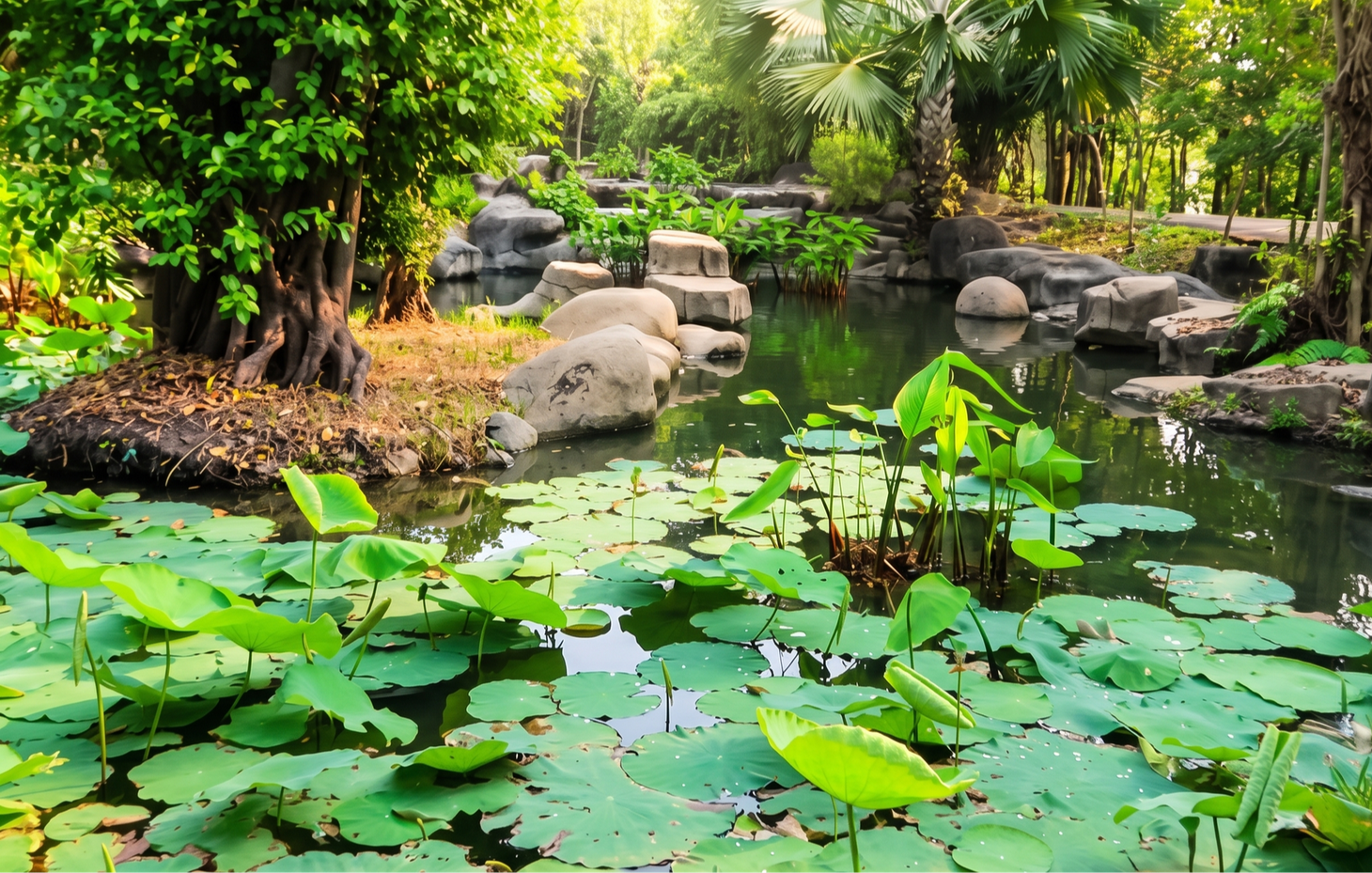 Công viên Thành phố mới Bình Dương: Hồ nước và sắc thu tuyệt đẹp - Ảnh 2.