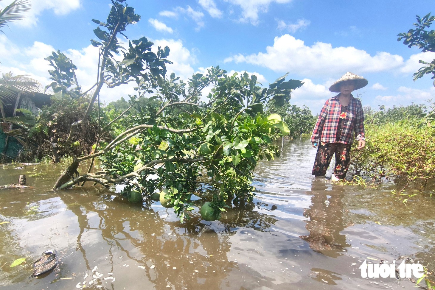 Bơm nước 'giải cứu' nhiều vườn bưởi bị ngập ở xã Tân Vĩnh Lộc, TP.HCM - Ảnh 1.