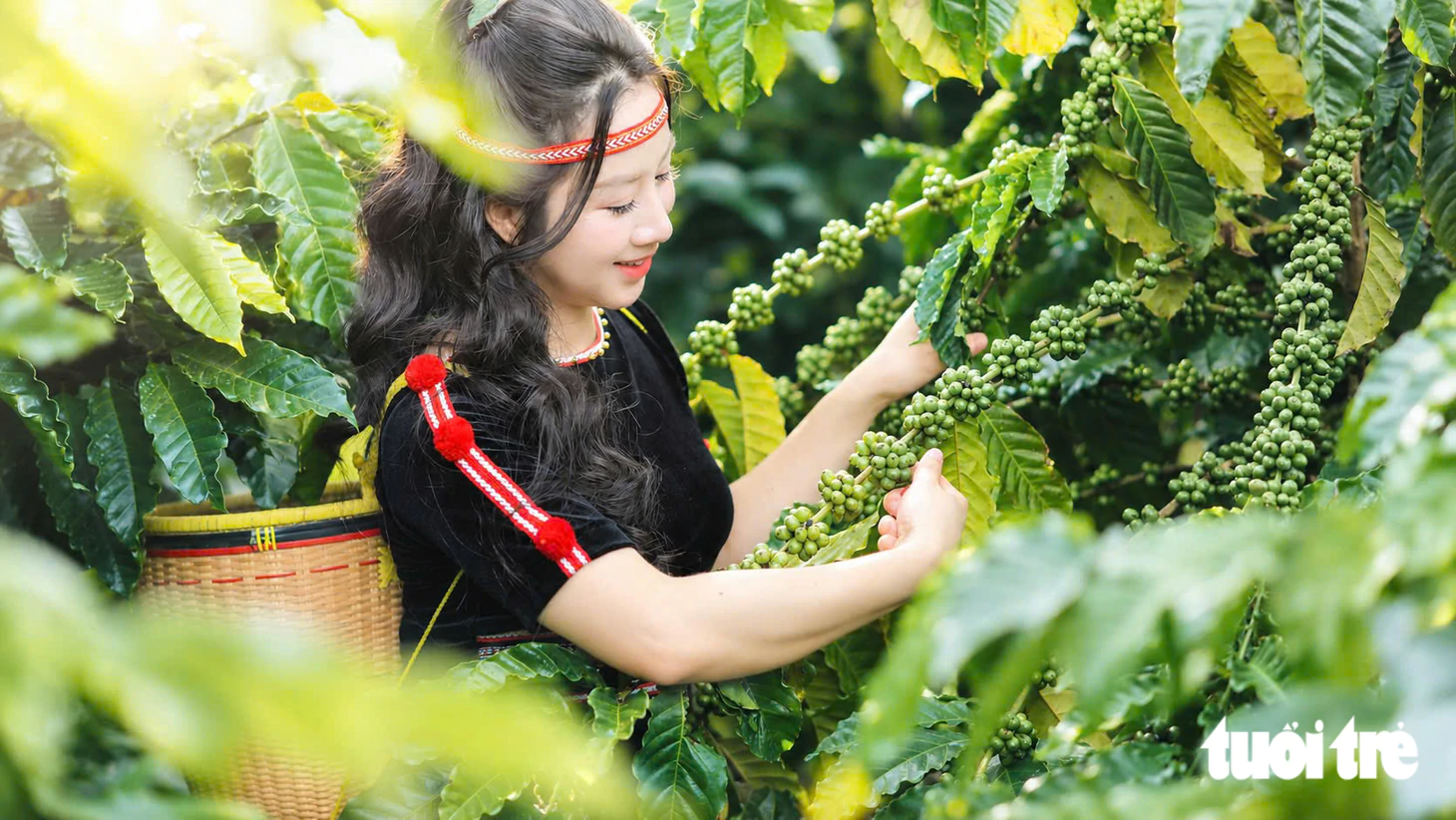 Công nghệ số trong quản lý vùng trồng, nâng cao hiệu quả sản xuất Robusta Việt - Ảnh 13.