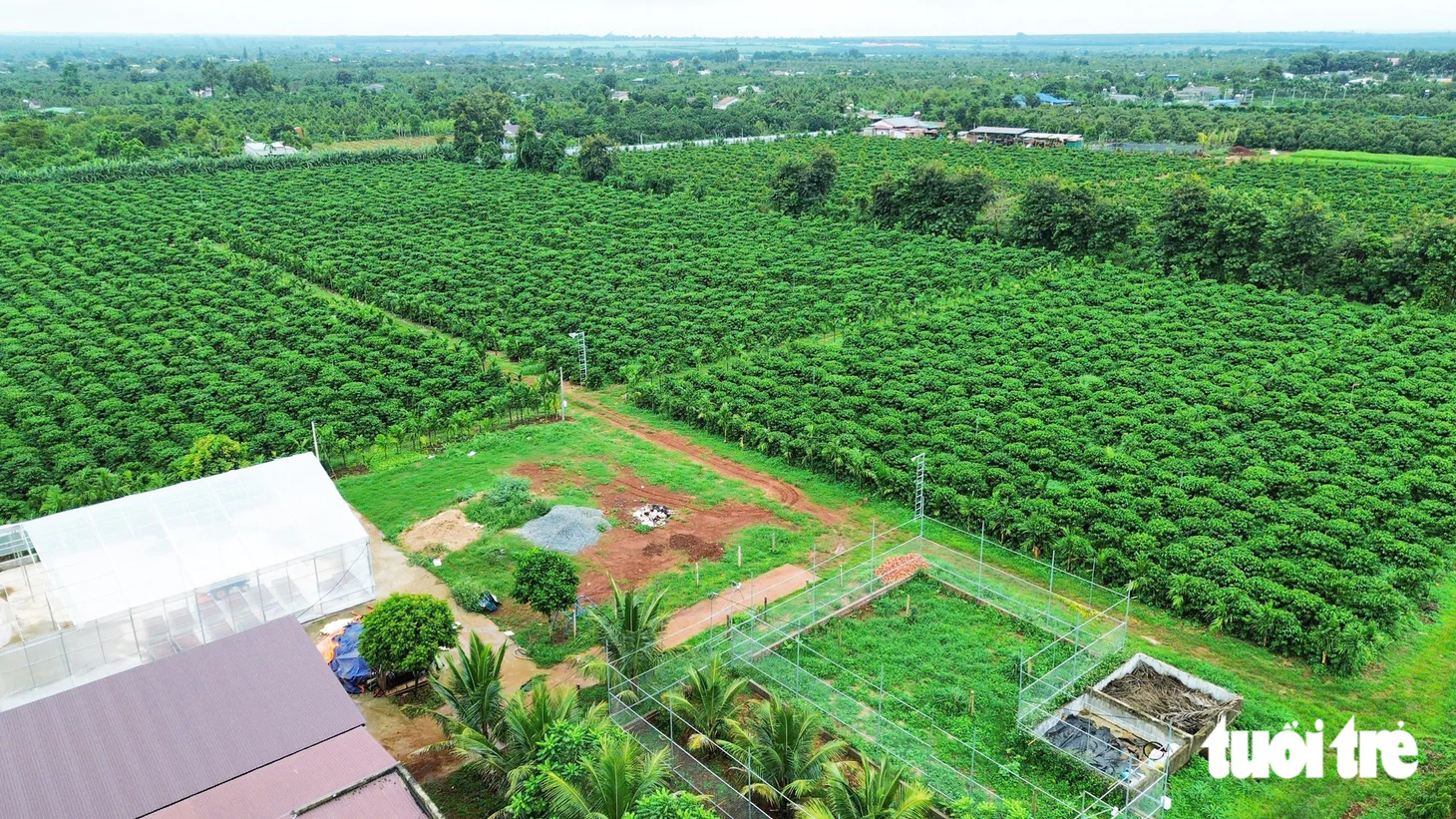 Công nghệ số trong quản lý vùng trồng, nâng cao hiệu quả sản xuất Robusta Việt - Ảnh 14.