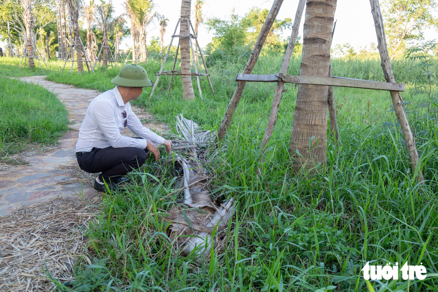 Cây cảnh chết khô, lá đỏ quạch ở di tích Hiền Lương - Bến Hải - Ảnh 4.