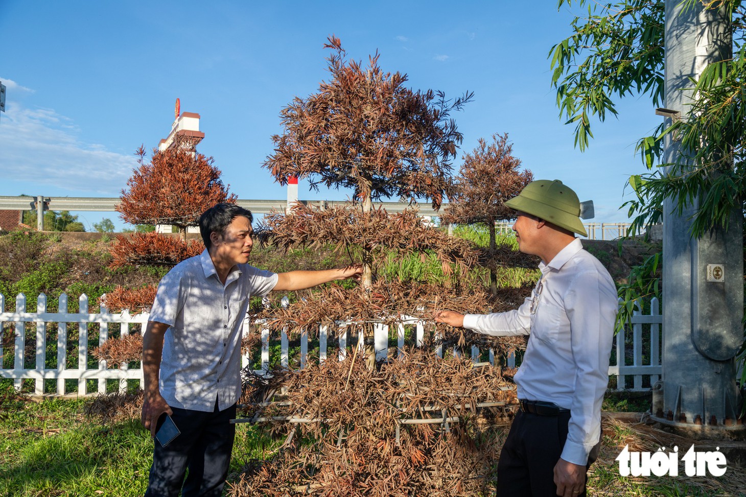 Cây cảnh chết khô, lá đỏ quạch ở di tích Hiền Lương - Bến Hải - Ảnh 7.