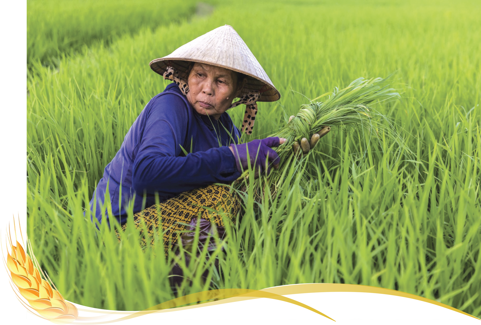 Hạt gạo làng ta vươn ra thế giới - Ảnh 6.