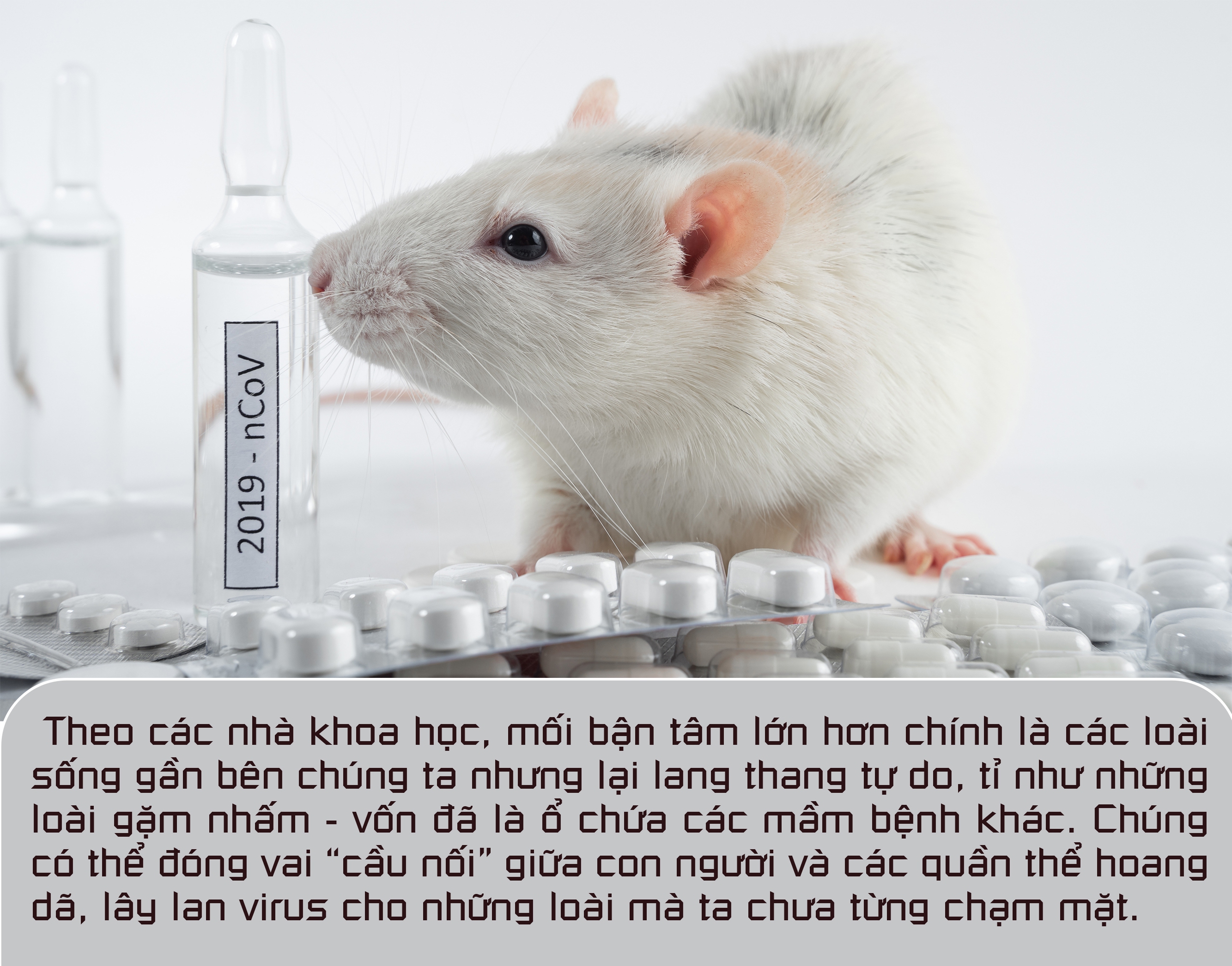 Không thể xem thường COVID-19 ở động vật - Ảnh 6.