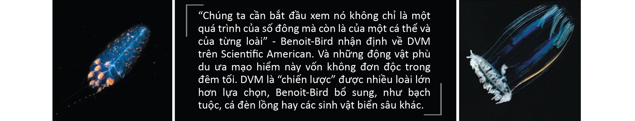 Hành trình bơi lên vào ban đêm rồi rút lui khi trời sáng - Ảnh 6.