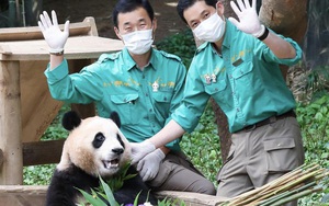 Có gì trong bộ phim về gấu trúc Fu Bao gây sốt phòng vé Hàn?
