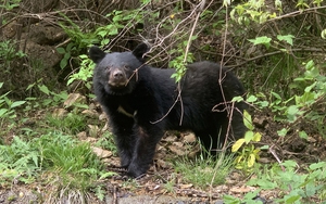 Japan govt draws up bear crisis measures- Ảnh 3.