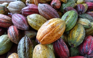 Visitors experience chocolate-making in southern Vietnam - Ảnh 5.
