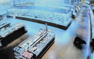 SDF to help Akita prefecture prevent bear attacks- Ảnh 2.