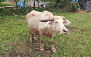 Farmed deer in north-central Vietnam yields record 5.43-kg velvet antlers - Ảnh 3.