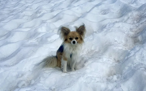 Having dogs likely boosts teens' social skills: study- Ảnh 2.