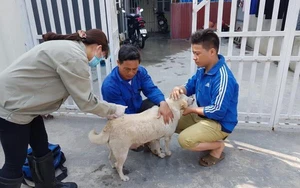 Not my dog: Rabies, pets, cultural boundaries in Vietnam, Singapore- Ảnh 4.