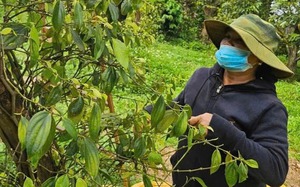 Vietnam exports to US fall in October for third straight month - Ảnh 2.